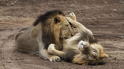 ஜம்மு-காஷ்மீரில் உயிரியல் பூங்கா: 70 சதவீத பணிகள் நிறைவு!