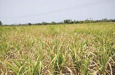 வறட்சிக்கு உள்ளாகும் இந்தியா: அதிர்ச்சி தரும் ஆய்வு முடிவுகள்