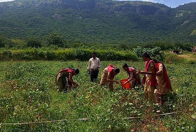 பளியன்குடியில் வேளாண்மைக் கல்லூரி மாணவியருக்கு தட்டைப்பயிா் சாகுபடி மதிப்பீட்டு பயிற்சி