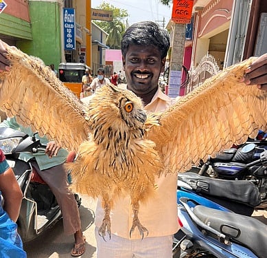 அரிய வகை ஆந்தை மீட்பு