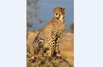 இந்தியாவுக்கு வந்த சிவிங்கிப் புலி: நல்ல செய்தி காத்திருக்கிறதா?