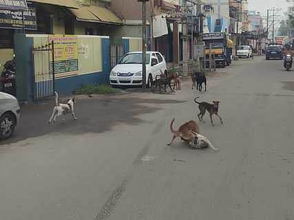 வெறிநாய் அச்சம்! தெருநாய்கள் பெருக்கம் குறித்த தலையங்கம்