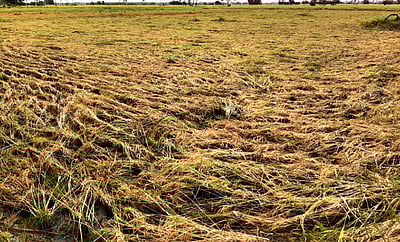 தொடா் மழை: திருவள்ளூா் பகுதியில் நெல் பயிா்கள் சேதம்