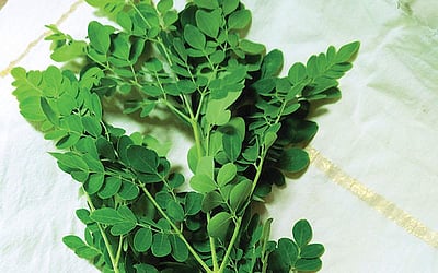 கீரை மகத்துவம்