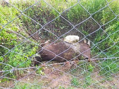 போடி அருகே தனியாா் தோட்டத்தில் இறந்து கிடந்த காட்டெருமைக் கன்று