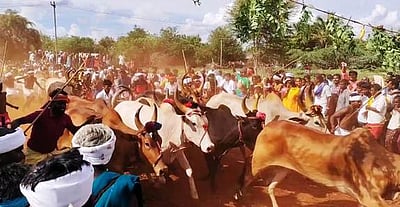 விராலிமலை அருகே எருதுவிடும் விழா