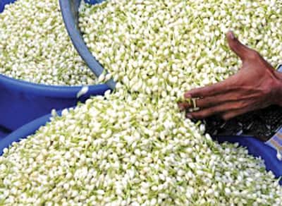உச்சத்தில் மல்லிகைப் பூவின் விலை!