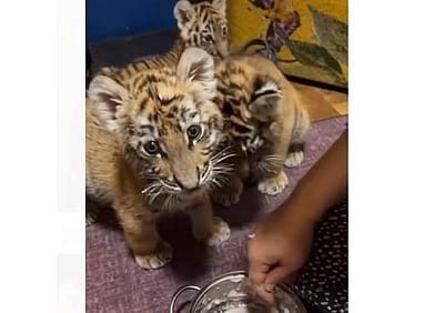 வாட்ஸ்ஆப் மூலம் புலிக் குட்டி விற்பனை! வேலூரில் இளைஞர் கைது