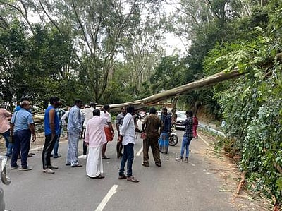 கொடைக்கானலில் மரம் விழுந்து போக்குவரத்துப் பாதிப்பு