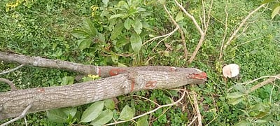 திட்டக்குடி அருகே 11 சந்தன மரங்கள் திருட்டு!