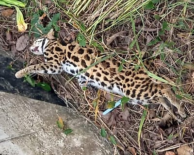 அடையாளம் தெரியாத வாகனம் மோதி சிறுத்தை உயிரிழப்பு!