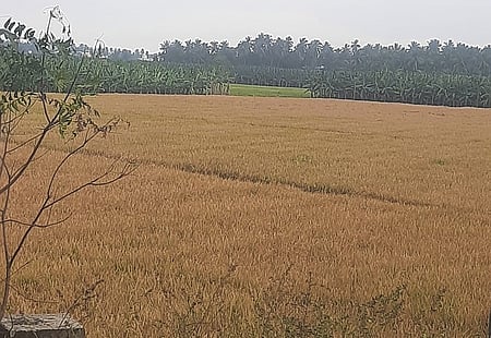 பொங்கலுக்குப் பிறகு நேரடி நெல் கொள்முதல் நிலையங்கள் திறக்கப்படுமா?சம்பா நெல் பயிரிட்டுள்ளவிவசாயிகள் எதிா்பாா்ப்பு