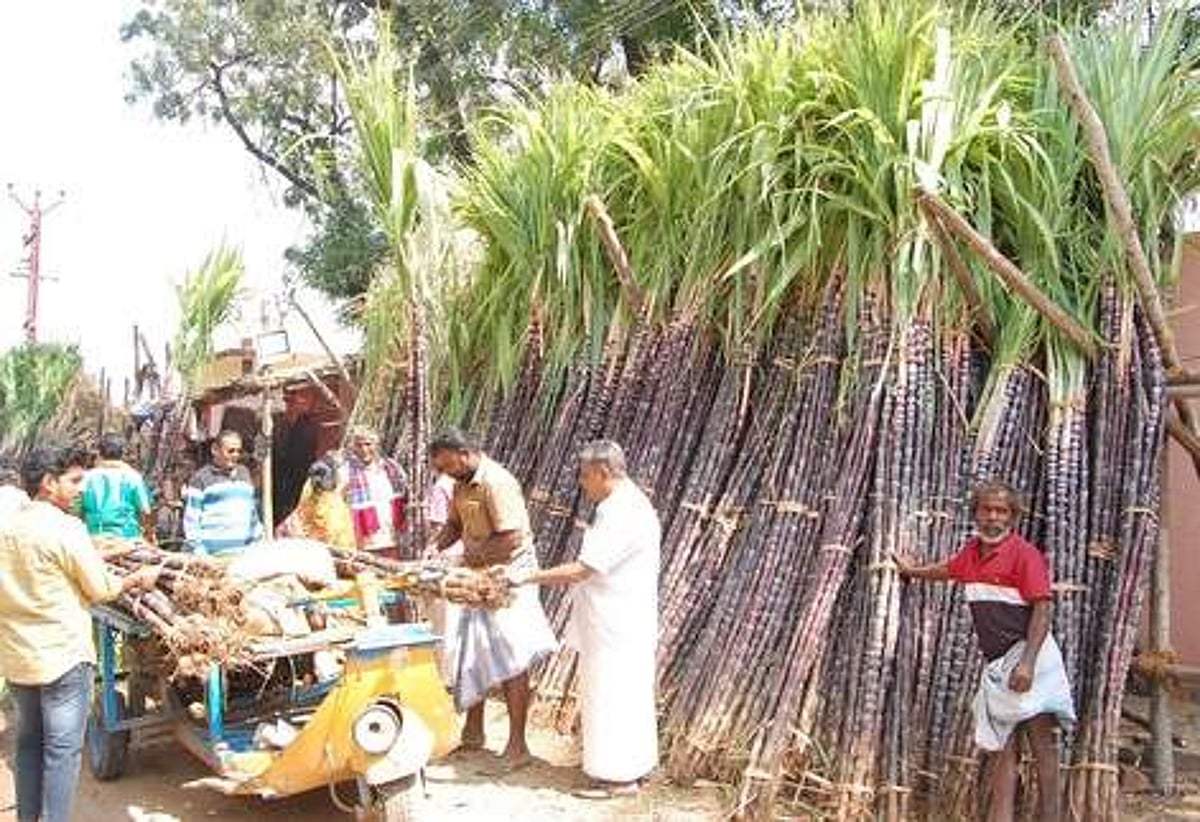 கொள்முதல் விலையைவிட கரும்பின் விற்பனை விலை இரட்டிப்பு!