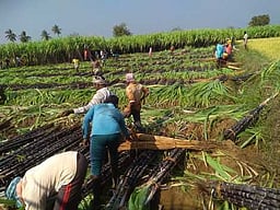 கரும்பு வெட்டும் தொழிலில் கொத்தடிமைகளாக வடமாநில தொழிலாளா்கள்? போலீஸாா் விசாரணை