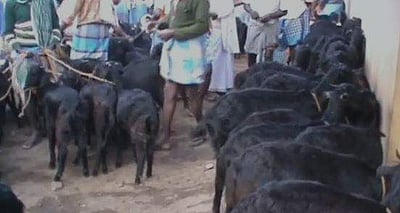 கொங்கணாபுரம் வாரச்சந்தையில் 5,000-க்கும் மேல் ஆடு, கோழி, சேவல் விற்பனை