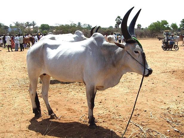 உழைப்புக்கும், கம்பீரத்துக்கும் பெயா் பெற்ற காங்கேயம் இன காளைகள்