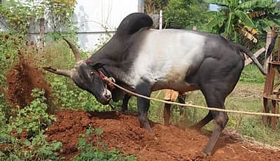 அலங்காநல்லூரில் நாளை ஜல்லிக்கட்டுப் போட்டி