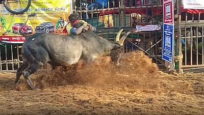 அவனியாபுரம் ஜல்லிக்கட்டில் 8 சுற்றுகள் நிறைவு