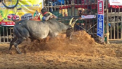 அவனியாபுரம் ஜல்லிக்கட்டு போட்டி 5 வீரர்கள் தகுதி நீக்கம்: 35 காளைகள் வெளியேற்றம்!