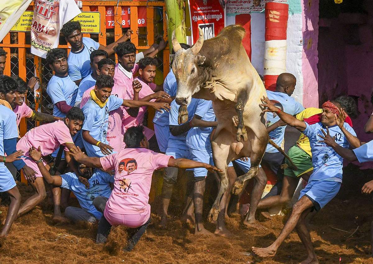 பாலமேடு ஜல்லிக்கட்டு - புகைப்படங்கள்
