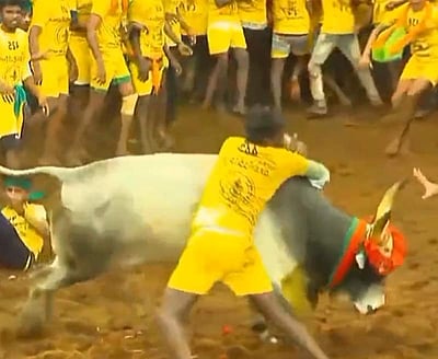 பாலமேடு ஜல்லிக்கட்டுப் போட்டி: 3 சுற்றுகள் நிறைவு