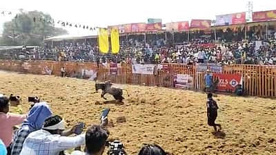 பாலமேடு ஜல்லிக்கட்டு: மாடு முட்டியதில் 9 காளைகளை அடக்கிய இளைஞர் பலி