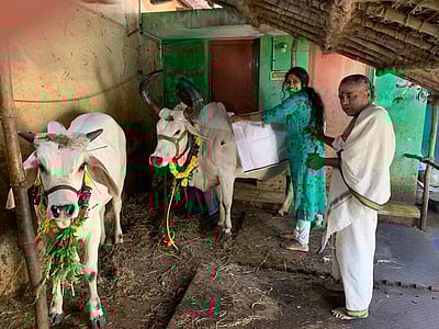 பூம்புகார் பகுதியில் மாட்டுப் பொங்கல் விழா கோலாகலம்!