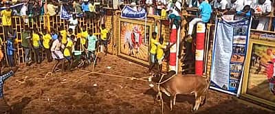 திருச்சி திருவெறும்பூரில் ஜல்லிக்கட்டு: 700 காளைகள் பங்கேற்பு