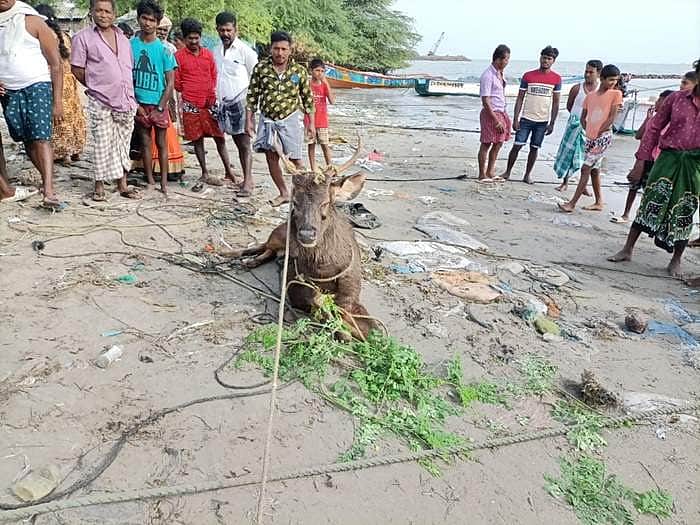 News image