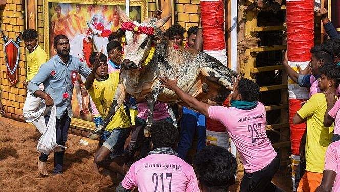 ஜல்லிக்கட்டு எனும் வீரவிளையாட்டு!