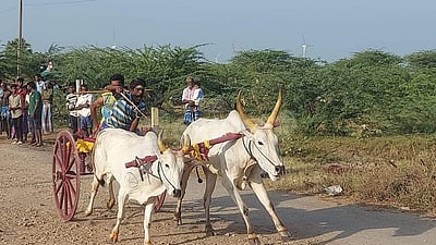 தூத்துக்குடியில் மாட்டுவண்டி போட்டி!