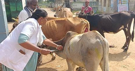 கால்நடைகளுக்கு ‘காா்பன்’ வரியா?