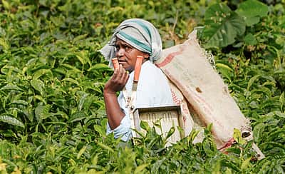 பச்சை தேயிலைத் அறுவடை மும்முரம் - புகைப்படங்கள்