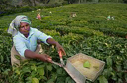 தேயிலைத் தோட்டத் தொழிலாளா்களுக்கான கூலி உயா்வு: 3 நிறுவனங்கள் ரூ.481.54 வழங்க முடிவு