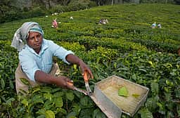 பேரவைத் தேர்தல்: தோட்டத் தொழிலாளா்களுக்கு ஊதியத்துடன் விடுமுறை அளிக்க உத்தரவு