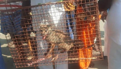 வங்காநரி வழிபாடு நடத்திய 4  கிராமங்களுக்கு  வனத்துறை ரூ. 3.90 லட்சம் அபராதம்