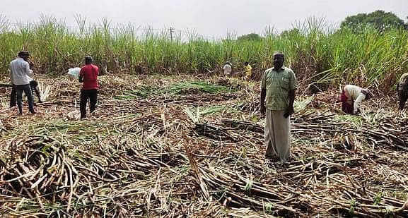 A special incentive will be provided to sugarcane farmers starting from Diwali