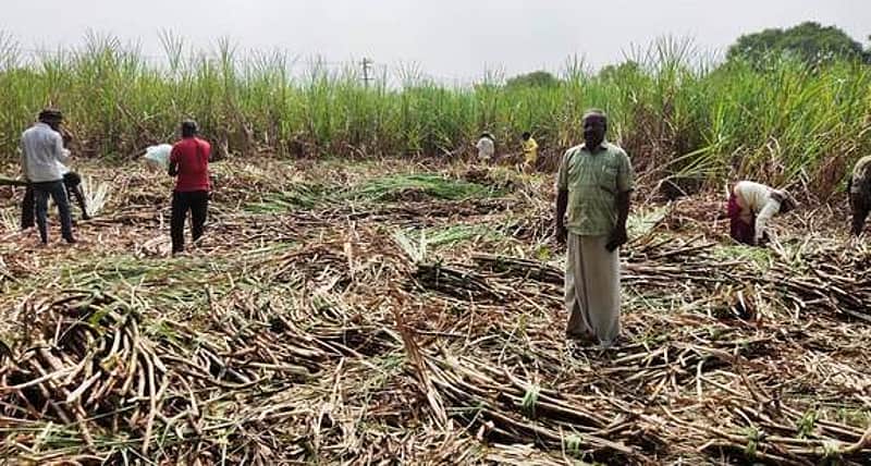 A special incentive will be provided to sugarcane farmers starting from Diwali