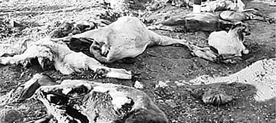 ஆப்கன் குளிருக்கு 2 லட்சம் கால்நடைகள் பலி!