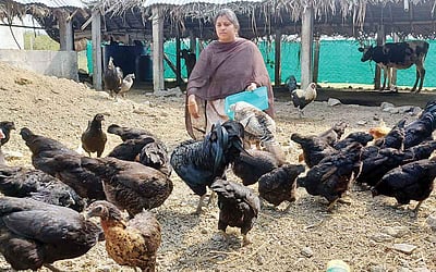 படித்ததோ கணினி அறிவியல்; வளர்ப்பதோ கருங்கோழி...!