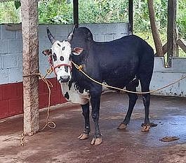 ஜல்லிக்கட்டுக்கு காளைகளைத் தயாா் செய்யும் பணி மும்முரம்