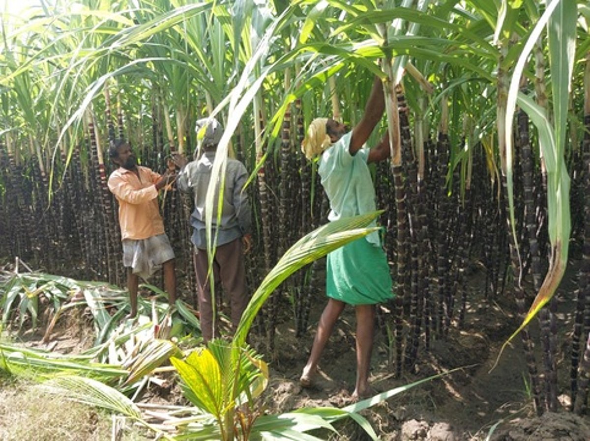 வெளி மாவட்டத்திலிருந்து கரும்பு கொள்முதல்?திண்டுக்கல் விவசாயிகள் ஏமாற்றம்