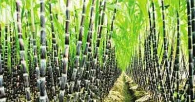 பொங்கல் தொகுப்பு: செங்கரும்பு கொள்முதலுக்கு கட்டுப்பாடுகள்; விவசாயிகள் பரிதவிப்பு
