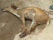 கொல்லிமலை அடிவாரத்தில் மான் வேட்டை?