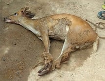 கொல்லிமலை அடிவாரத்தில் மான் வேட்டை?