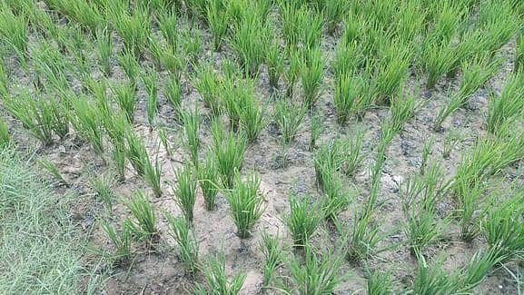 மேட்டூா் அணையில் நீா்மட்டம் கடும் சரிவு: டெல்டா மாவட்டங்களில் சம்பா சாகுபடி கேள்விக்குறி