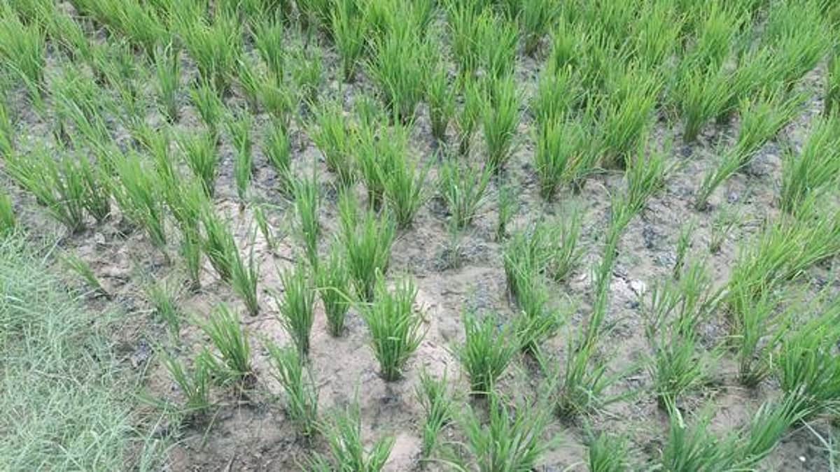 மேட்டூா் அணையில் நீா்மட்டம் கடும் சரிவு: டெல்டா மாவட்டங்களில் சம்பா சாகுபடி கேள்விக்குறி