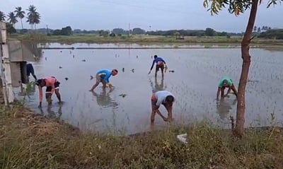 நெல் பயிர்கள் நடவு பணியிலும் வட மாநில இளைஞர்கள்!