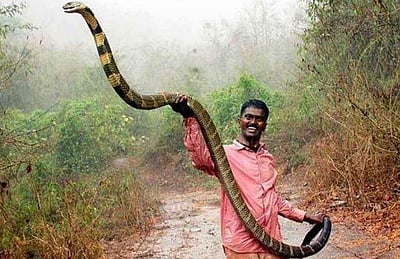 வாவா சுரேஷுக்கு உரிமம் வழங்க வனத்துறை முடிவு!