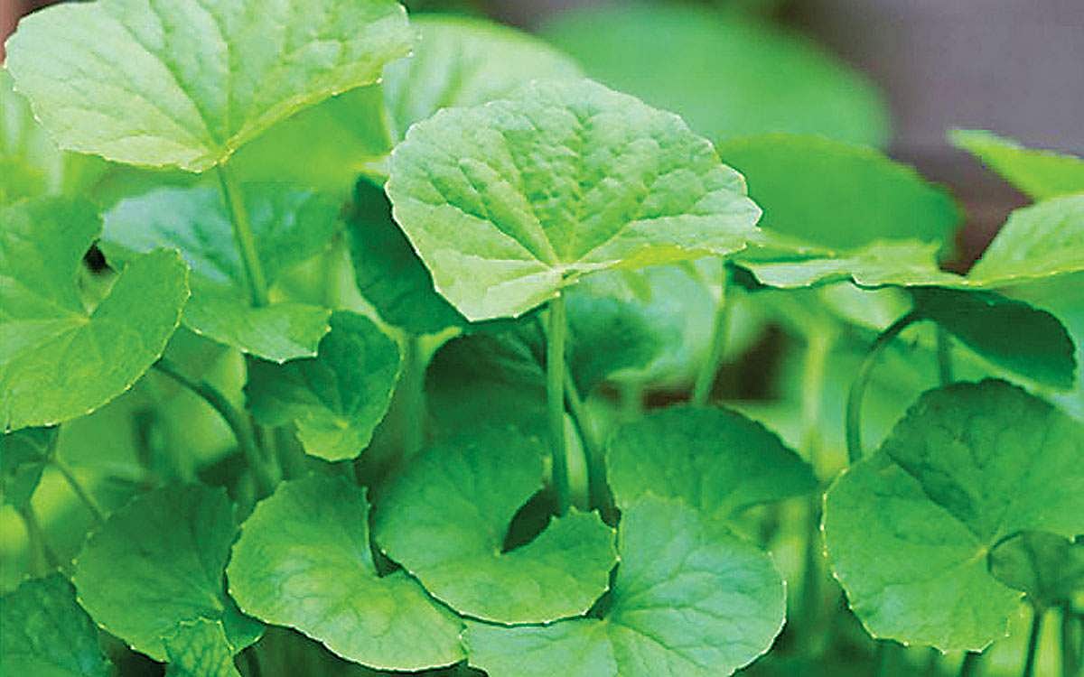 வல்லாரையின் மகத்துவம்